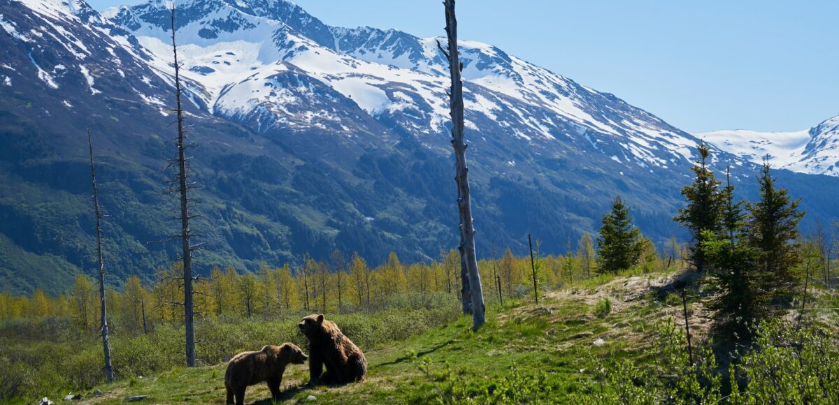 Bears in the park