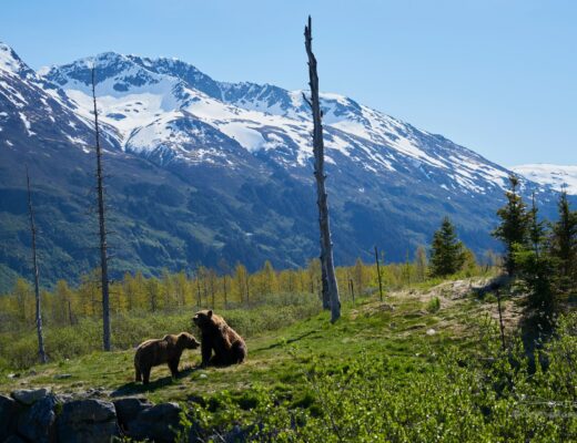 Bears in the park